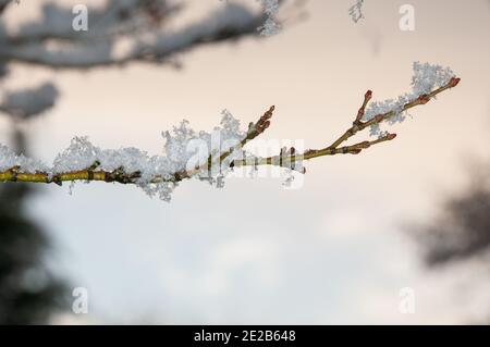 Eine von einer Auswahl von eisbedeckten Pflanzen, die in meinem Garten gefangen sind. Stockfoto