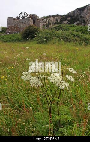 Stillgehaltener Minenschacht über Porth Wen Ziegelwerk, Anglesey Stockfoto