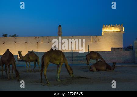 Katar, Doha, Kamele in Al Khoot Fort in der Morgendämmerung Stockfoto