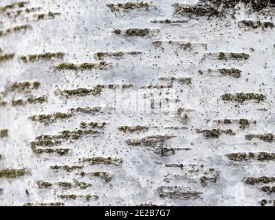 Weiße Birkenrinde mit Flechten, die darauf wachsen Stockfoto