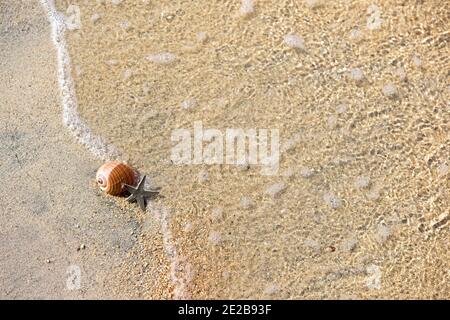 Seesterne und Muschel am Strand Stockfoto