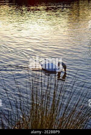 Halbsilhouette eines stummen Schwans, cygnu8s olar auf einer bunten Wasseroberfläche bei Sonnenuntergang an einem Wintertag Stockfoto