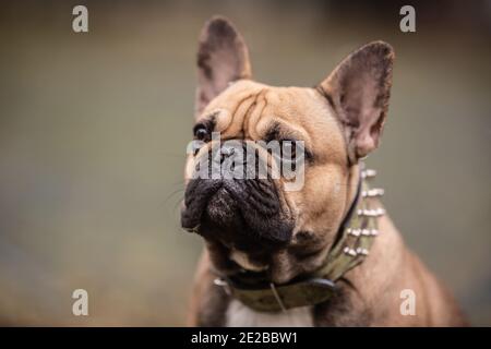 Detail eines Kopfes von erwachsenen Französisch Bulldogge im Freien. Stockfoto