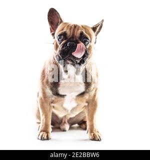 Französische Bulldogge leckt seine Nase auf einem isolierten weißen Hintergrund. Stockfoto