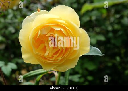 Rosa 'Graham Thomas' gelb blüht im Sommer Monate Stockfoto