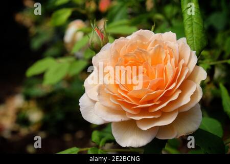 Rosa 'Grace Auskeppy' Pfirsich stieg im Sommer in Blüte Monate Stockfoto