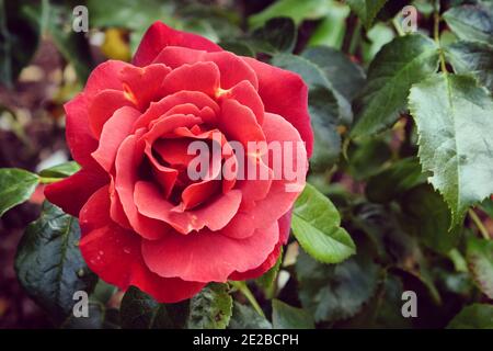 Rosa heiße Schokolade ' Wekpaltez' braune Rose in Blüte während Die Sommermonate Stockfoto