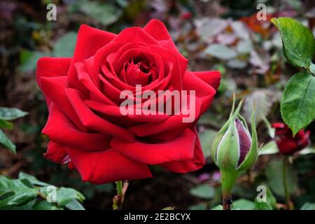 'Loving Memory' rote Rose in der Blüte während der Sommermonate Stockfoto