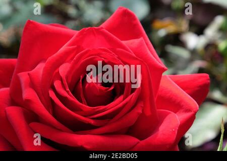 'Loving Memory' rote Rose in der Blüte während der Sommermonate Stockfoto