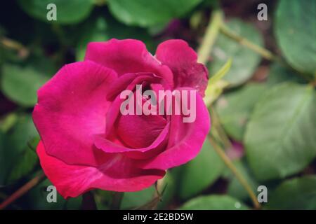 Rosa Munstead Holz lila Rose in Blüte im Sommer Monate Stockfoto