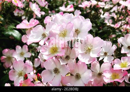 Rosa 'Lyda Rose' blassrosa Rose in Blüte während der Sommermonate Stockfoto
