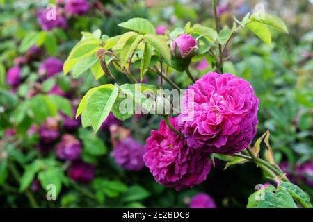 Rosa ‘reine des Violettes’ lila Rose in Blüte während der Sommermonate Stockfoto