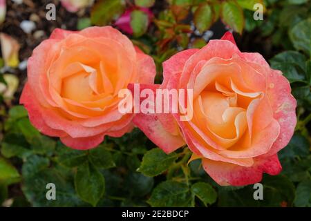 Rosa ‘Jam und Jerusalems Pfirsich und rosa Rose in Blüte Während der Sommermonate Stockfoto