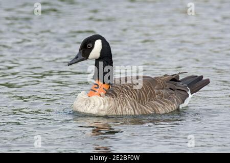 Neck Ringed Canadian Goose, Branta canadensis, an der Themse bei Buscot, Oxfordshire, 20. Juli 2019. Stockfoto