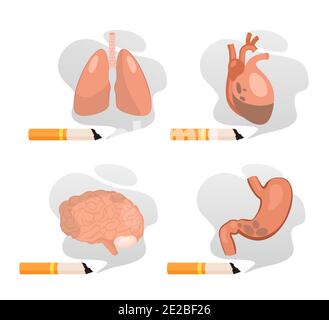 Schädigung des Rauchens der Lunge Magen Gehirn Herz gesetzt, aufhören zu rauchen isoliert auf weiß Stock Vektor