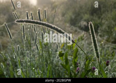 Unter dem Gewicht des Taus fallen Wiesengräser. Ein nebliger Sommermorgen. Spinnweben und Blätter im Silbertau Stockfoto