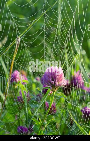 Ein Sommermorgen voller kleiner Wunder. Klee in einem mit Tau bedeckten Netz Stockfoto