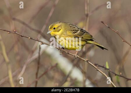 Weibliche Yellowhammer, Emberiza citrinella, in einem Heckenbusch im Otmoor-Reservat des RSPB, Oxfordshire, 27. Februar 2020. Stockfoto