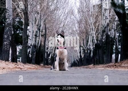 Lustige Husky Hund mit einem Kragen sitzt im Park An einem trüben Herbsttag Stockfoto