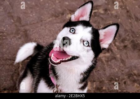 Porträt eines Hundes, Husky sitzt auf dem Bürgersteig Stockfoto