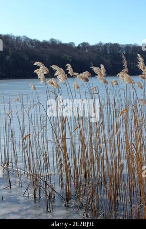 Reed im Eis Stockfoto