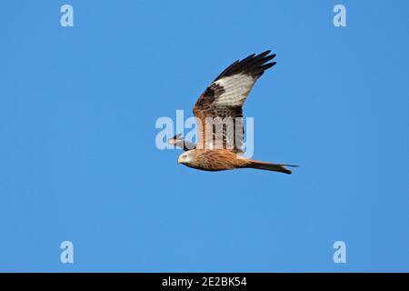 Red Kite, Milvus milvus, im Flug über das Otmoor-Reservat der RSPB, Oxfordshire, 4. November 2020. Stockfoto