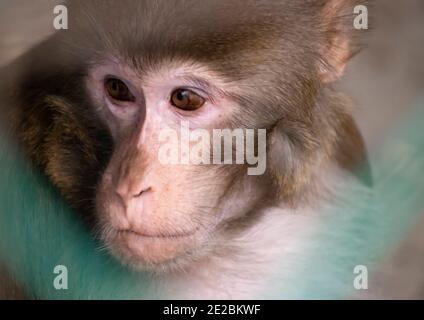 Trauriger Affe, der vor dem Fenster schaut. Stockfoto