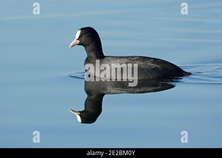 Coot, Fulica atra, Schwimmen auf stillem Wasser an einem ruhigen Wintertag im Farmoor Reservoir, Oxfordshire, 26. November 2020 Stockfoto