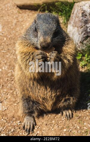 Murmeltier mit Futter in einem Zoo Tierwelt Stockfoto