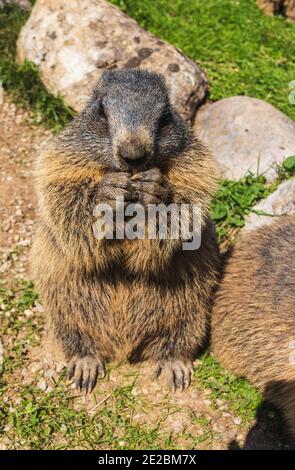 Murmeltier mit Futter in einem Zoo Tierwelt Stockfoto