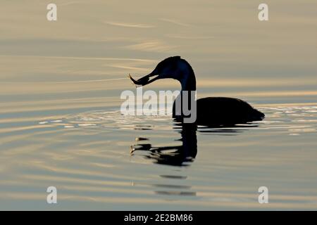 Silhoutted Great Crested Grebe, Podiceps cristatus, mit Fisch im Farmoor Reservoir, Oxfordshire, 26. November 2020. Stockfoto