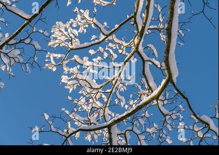 Schnee auf den Ästen Stockfoto