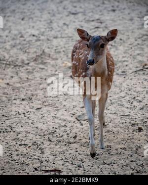 Das Chital, auch als Fleckhirsch, Chital-Hirsch und Achsenhirsch bekannt, ist eine Rentierart, die auf dem indischen Subkontinent heimisch ist. Stockfoto