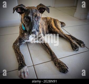 Dankbarer Insel Rettungshund Stockfoto