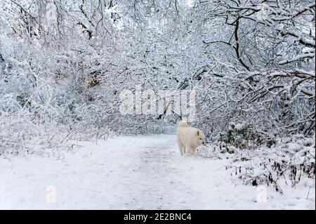 Samoyed Hund im Schnee Stockfoto