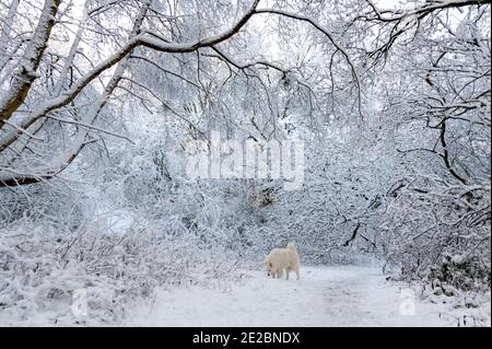 Samoyed Hund im Schnee Stockfoto