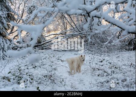 Samoyed Hund im Schnee Stockfoto