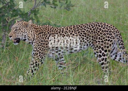 Leopard (Panthera pardus). Einzeltier, im Profil, unterwegs, selbstbewusst, durch kopfhohe Aussaat Grasland, Savanne. Regenzeit. Stockfoto