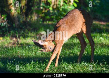 Junge Ingwer Rehe auf einer Wiese. Immer auf der Suche. Stockfoto