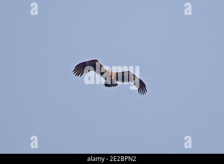 Palmnussgeier (Gypohierax angolensis) unreif im Flug Kakum NP, Ghana Februar Stockfoto