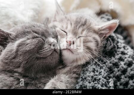 Paar schlafende Kätzchen in der Liebe am Valentinstag. Katzennasen close up.Familie der schlafenden Kätzchen Umarmung und Kuss.Katzen gemütlichen Schlaf zu Hause. Stockfoto