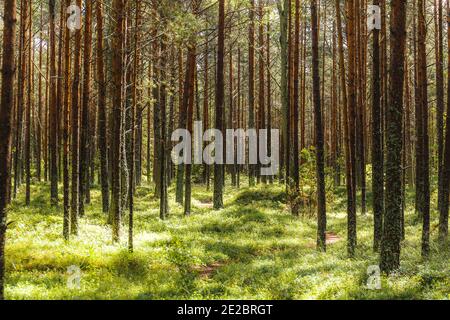 Nasser Kiefernwald nach dem Regen. Sonniger Tag. Stockfoto