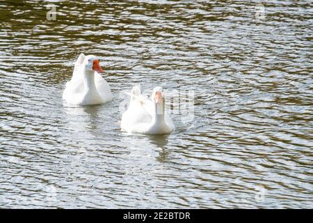 Weiße Gänse auf dem Wasser. Hochwertige Fotos Stockfoto