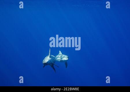 Rough-Toothed Delphine, Steno bredanensis, vor Keauhou, Kona, Hawaii ( die große Insel ), USA ( Zentral-Pazifik ) Stockfoto