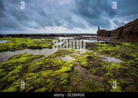 Cua Tung Strand in Hoa Ly, Vinh Linh Bezirk, Quang Tri Provinz Vietnam. Landschaft von unberührten Strand voller blühenden Algen. Stockfoto