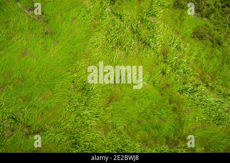 Cua Tung Strand in Hoa Ly, Vinh Linh Bezirk, Quang Tri Provinz Vietnam. Landschaft von unberührten Strand voller blühenden Algen. Stockfoto