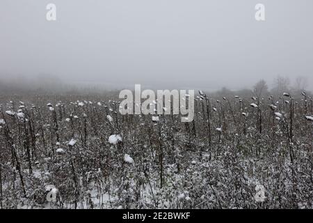 Landschaft von Sonnenblumen in einem Feld bedeckt mit Schnee während Winter Stockfoto