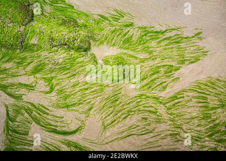 Cua Tung Strand in Hoa Ly, Vinh Linh Bezirk, Quang Tri Provinz Vietnam. Landschaft von unberührten Strand voller blühenden Algen. Stockfoto