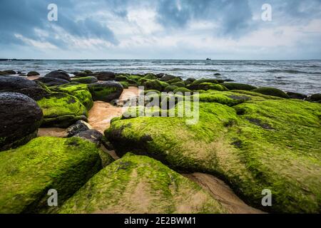 Cua Tung Strand in Hoa Ly, Vinh Linh Bezirk, Quang Tri Provinz Vietnam. Landschaft von unberührten Strand voller blühenden Algen. Stockfoto