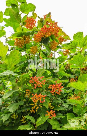 Nahaufnahme der roten Beeren der Guelder Rose, Viburnum opulus, vor dem Hintergrund der grünen Blätter Stockfoto